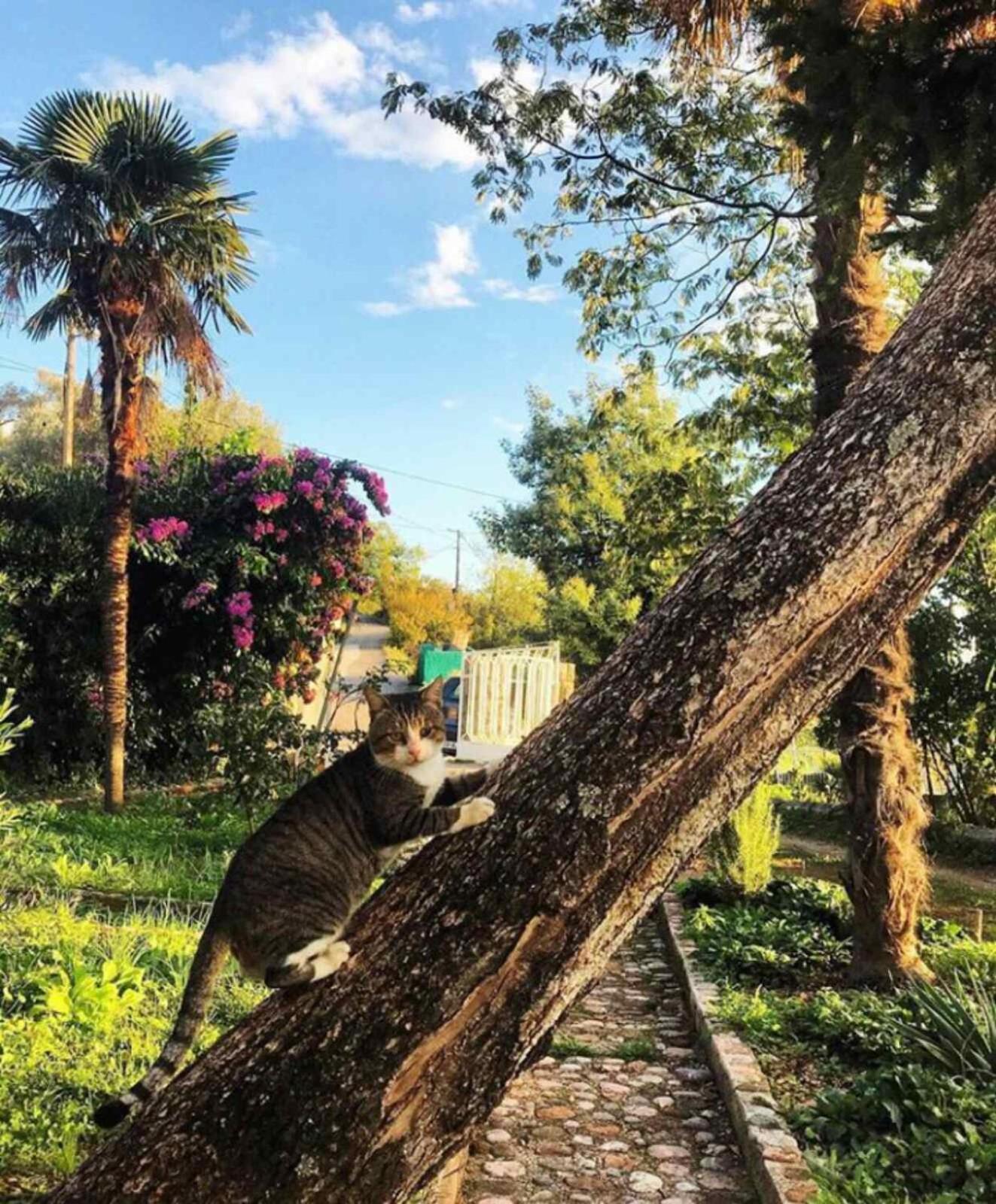 Holiday Home Nives ティヴァト 部屋 写真
